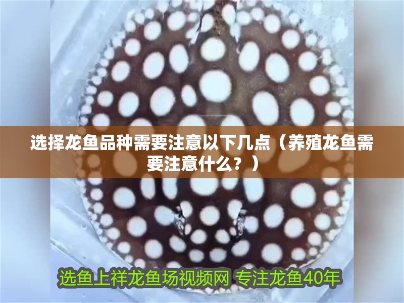 選擇龍魚品種需要注意以下幾點（養殖龍魚需要注意什么？） 選擇龍魚品種需要注意以下幾點（養殖龍魚需要注意什么？） 觀賞魚百科 第2張