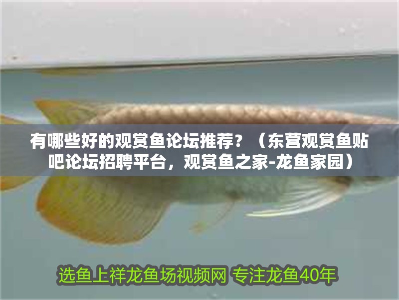 有哪些好的觀賞魚論壇推薦？（東營觀賞魚貼吧論壇招聘平臺，觀賞魚之家-龍魚家園）
