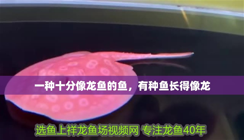 一種十分像龍魚(yú)的魚(yú)，有種魚(yú)長(zhǎng)得像龍