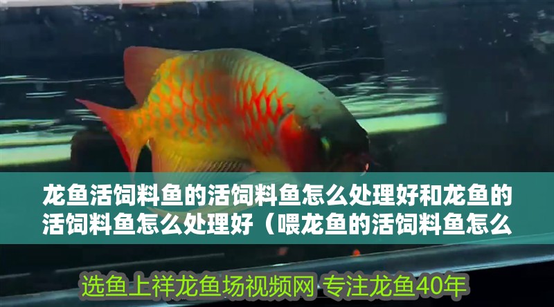 龍魚活飼料魚的活飼料魚怎么處理好和龍魚的活飼料魚怎么處理好（喂龍魚的活飼料魚怎么處理）