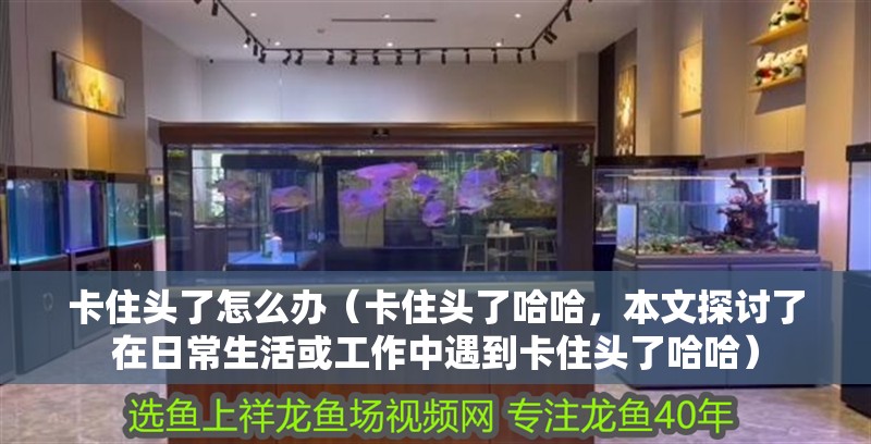 卡住頭了怎么辦（卡住頭了哈哈，本文探討了在日常生活或工作中遇到卡住頭了哈哈）