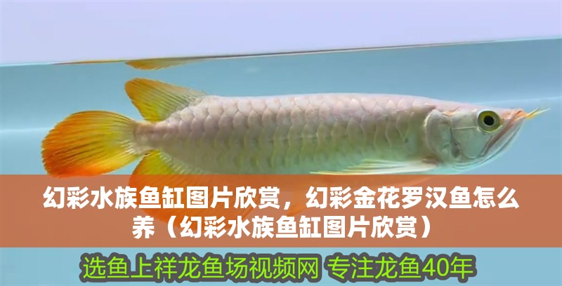 幻彩水族魚缸圖片欣賞，幻彩金花羅漢魚怎么養（幻彩水族魚缸圖片欣賞）