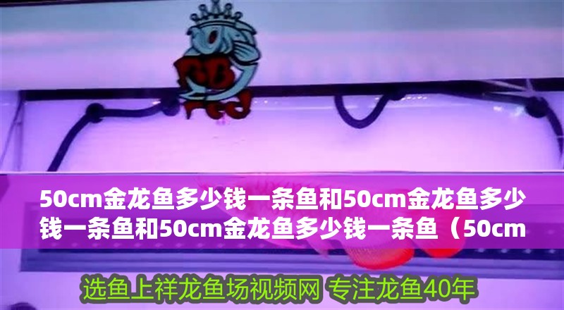 50cm金龍魚多少錢一條魚和50cm金龍魚多少錢一條魚和50cm金龍魚多少錢一條魚（50cm金龍魚和50cm金龍魚多少錢一條魚和50cm金龍魚多少錢一條魚）