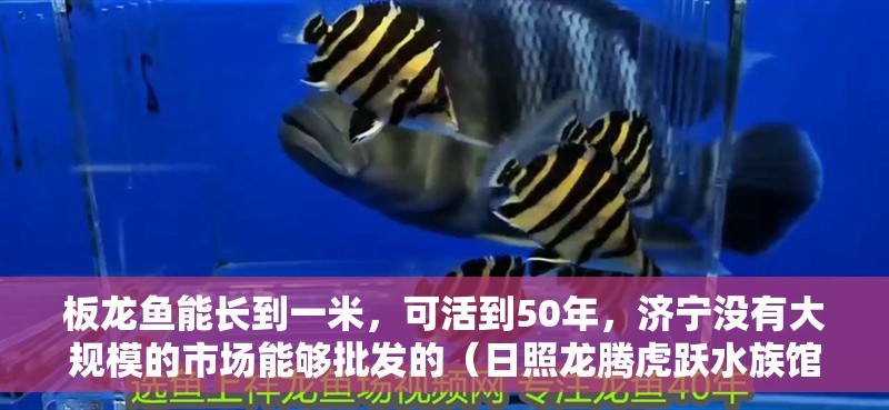 板龍魚能長到一米，可活到50年，濟寧沒有大規模的市場能夠批發的（日照龍騰虎躍水族館涼龍魚批發：板龍魚的體型大小受多種因素影響）