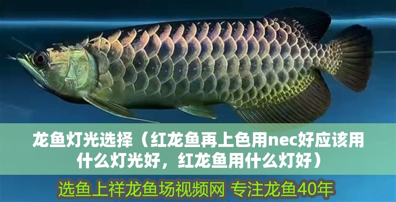 龍魚燈光選擇（紅龍魚再上色用nec好應(yīng)該用什么燈光好，紅龍魚用什么燈好）