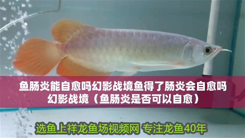 魚腸炎能自愈嗎幻影戰(zhàn)境魚得了腸炎會自愈嗎幻影戰(zhàn)境（魚腸炎是否可以自愈）