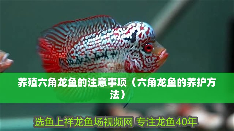 養殖六角龍魚的注意事項（六角龍魚的養護方法）