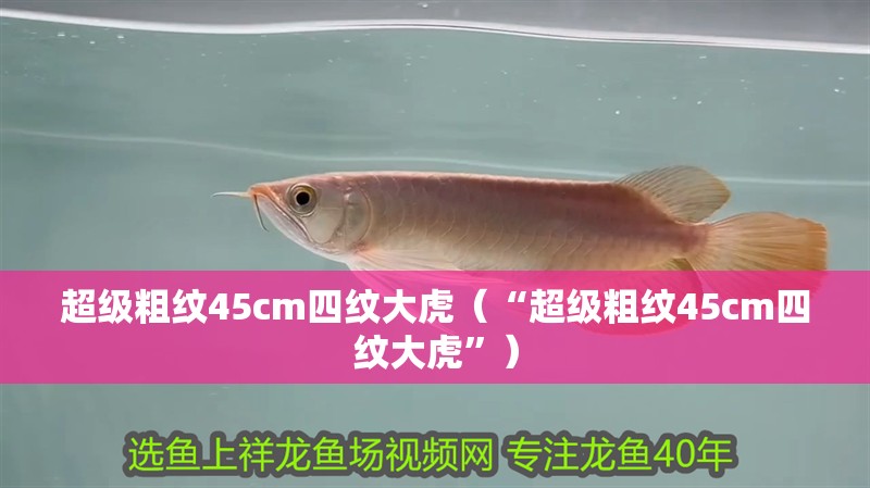 超級粗紋45cm四紋大虎（“超級粗紋45cm四紋大虎”）