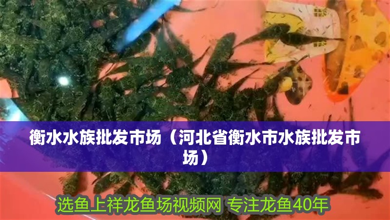 衡水水族批發(fā)市場(chǎng)（河北省衡水市水族批發(fā)市場(chǎng)）
