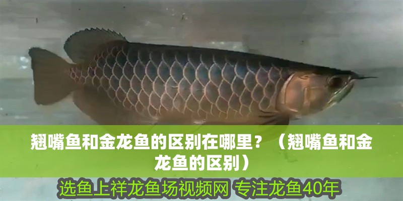 翹嘴魚和金龍魚的區(qū)別在哪里？（翹嘴魚和金龍魚的區(qū)別） 翹嘴魚和金龍魚的區(qū)別在哪里？（翹嘴魚和金龍魚的區(qū)別） 觀賞魚百科