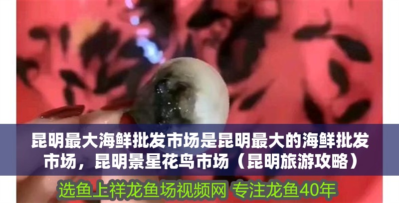 <strong><mark>昆明</mark></strong>最大海鮮批發市場是<strong><mark>昆明</mark></strong>最大的海鮮批發市場，<strong><mark>昆明</mark></strong>景星花鳥市場（<strong><mark>昆明</mark></strong>旅游攻略）