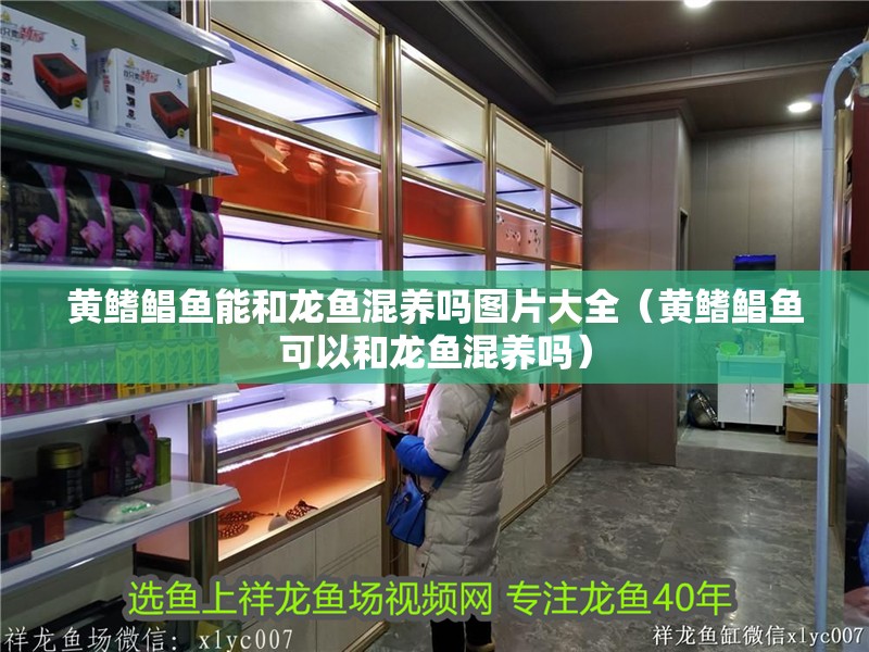 黃鰭鯧魚能和龍魚混養嗎圖片大全（黃鰭鯧魚可以和龍魚混養嗎）