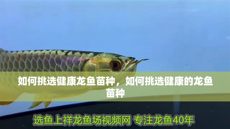 如何挑選健康龍魚苗種，如何挑選健康的龍魚苗種
