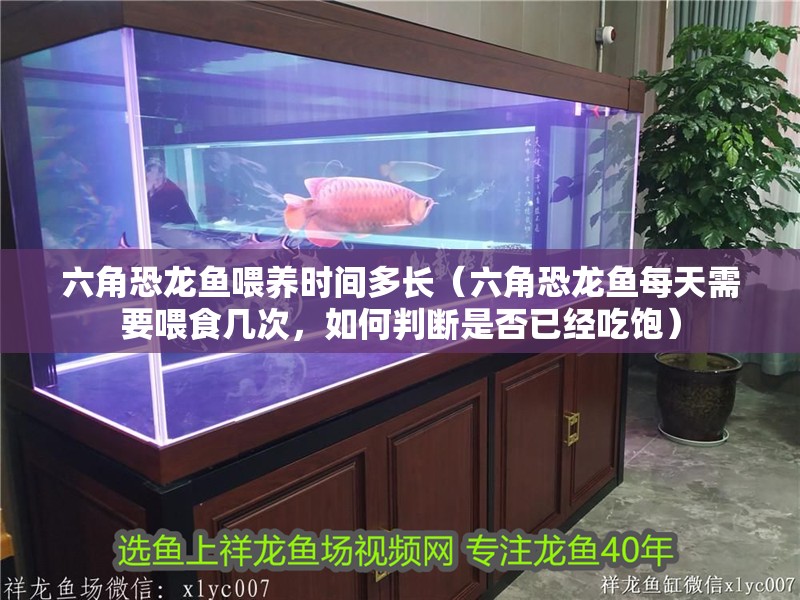 六角恐龍魚喂養(yǎng)時(shí)間多長（六角恐龍魚每天需要喂食幾次，如何判斷是否已經(jīng)吃飽）