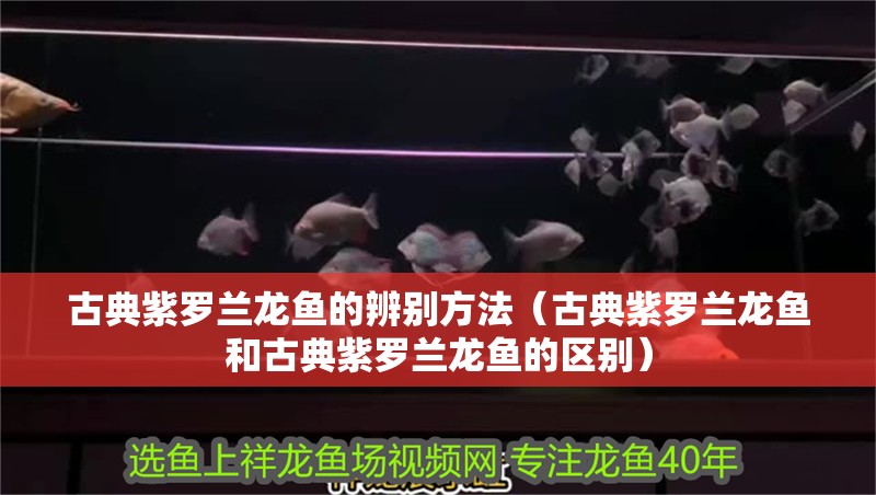 古典紫羅蘭龍魚的辨別方法（古典紫羅蘭龍魚和古典紫羅蘭龍魚的區(qū)別）