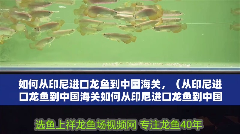 如何從印尼進口龍魚到中國海關(guān)，（從印尼進口龍魚到中國海關(guān)如何從印尼進口龍魚到中國海關(guān)）