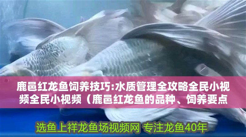 鹿邑紅龍魚飼養(yǎng)技巧:水質(zhì)管理全攻略全民小視頻全民小視頻（鹿邑紅龍魚的品種、飼養(yǎng)要點、風水寓意）