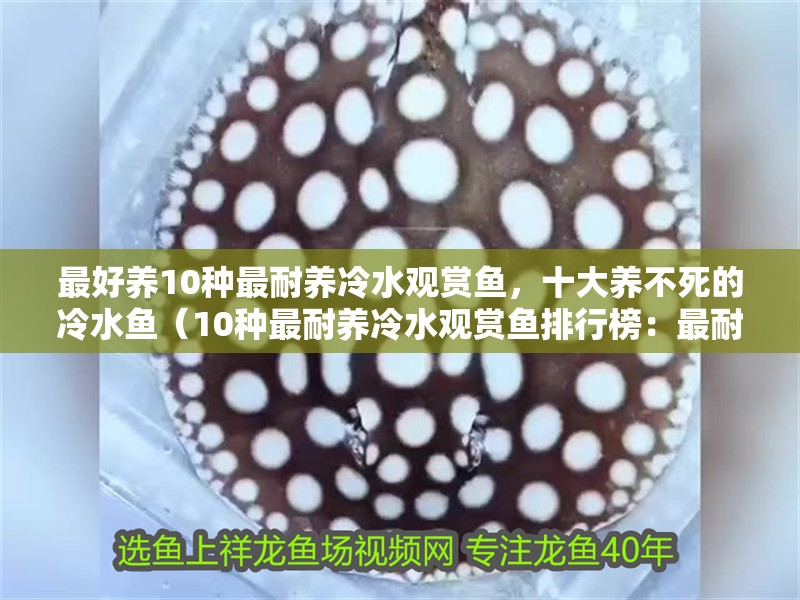 最好養10種最耐養冷水觀賞魚，十大養不死的冷水魚（10種最耐養冷水觀賞魚排行榜：最耐養冷水觀賞魚排行榜）