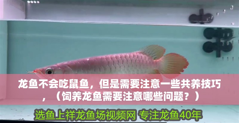 龍魚不會吃鼠魚,但是需要注意一些共養技巧,(飼養龍魚需要注意哪些問題?) 觀賞魚百科 第2張 龍魚不會吃鼠魚,但是需要注意一些共養技巧,(飼養龍魚需要注意哪些問題?) 龍魚不會吃鼠魚,但是需要注意一些共養技巧,(飼養龍魚需要注意哪些問題?) 觀賞魚百科 第2張