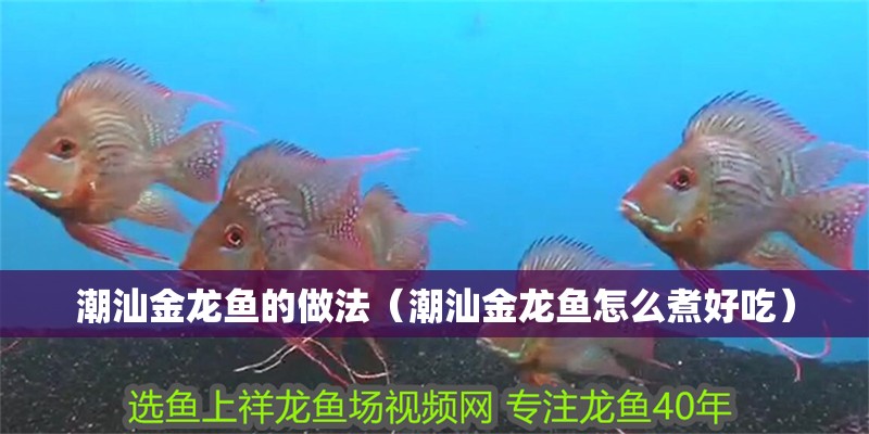 潮汕金龍魚的做法（潮汕金龍魚怎么煮好吃）