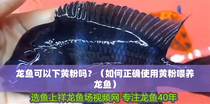 龍魚可以下黃粉嗎？（如何正確使用黃粉喂養(yǎng)龍魚）