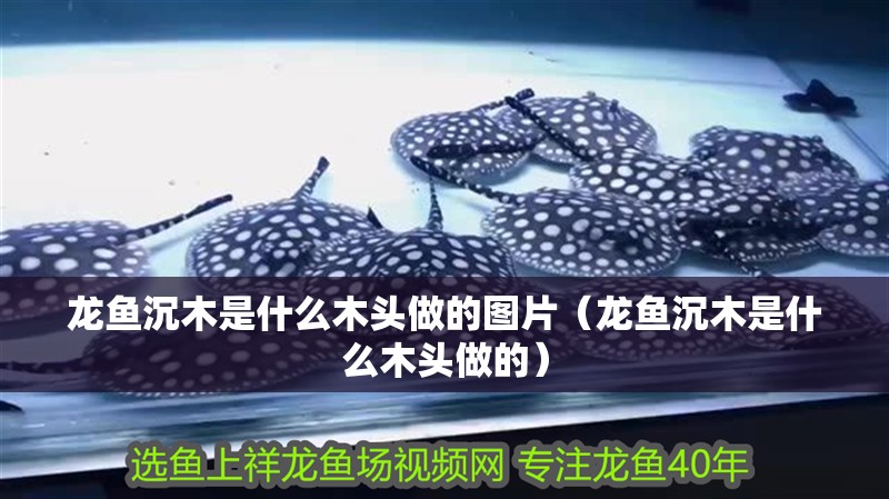 龍魚沉木是什么木頭做的圖片（龍魚沉木是什么木頭做的）