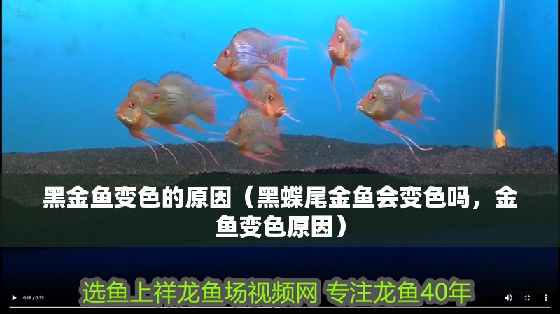 黑金魚變色的原因（黑蝶尾金魚會變色嗎，金魚變色原因）