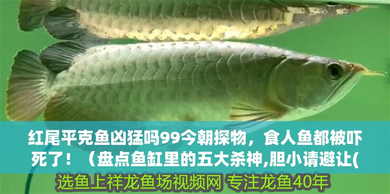 紅尾平克魚兇猛嗎99今朝探物，食人魚都被嚇死了！（盤點魚缸里的五大殺神,膽小請避讓(新浪網(wǎng)）