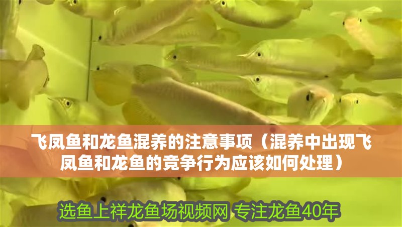 飛鳳魚和龍魚混養的注意事項（混養中出現飛鳳魚和龍魚的競爭行為應該如何處理）