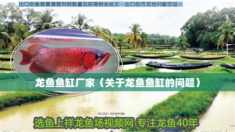 龍魚魚缸廠家（關于龍魚魚缸的問題）