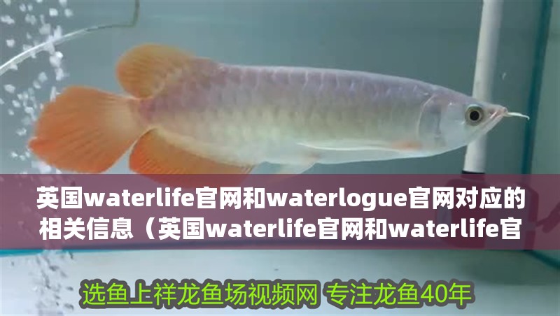 英國waterlife官網和waterlogue官網對應的相關信息（英國waterlife官網和waterlife官網和waterlogue官網對應的相關信息） 英國waterlife官網和waterlogue官網對應的相關信息（英國waterlife官網和waterlife官網和waterlogue官網對應的相關信息） 觀賞魚百科