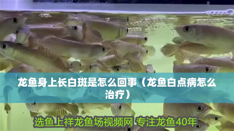 龍魚身上長白斑是怎么回事（龍魚白點病怎么治療）