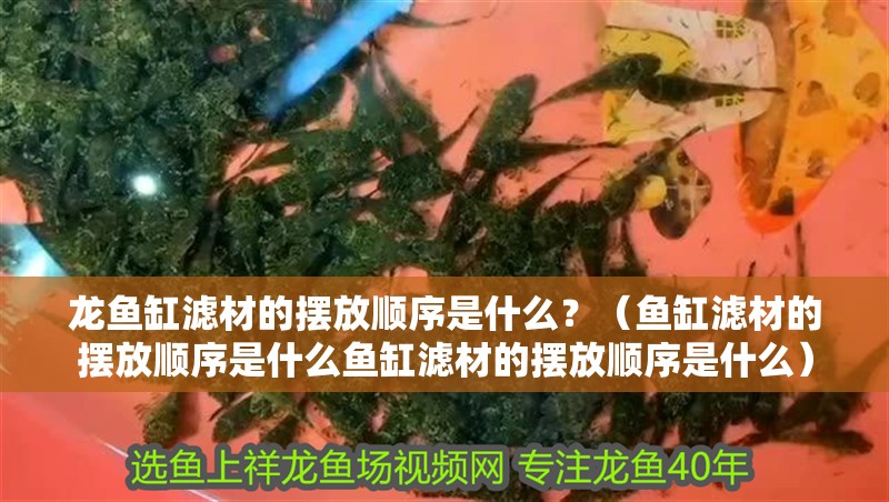 龍魚缸濾材的擺放順序是什么？（魚缸濾材的擺放順序是什么魚缸濾材的擺放順序是什么）