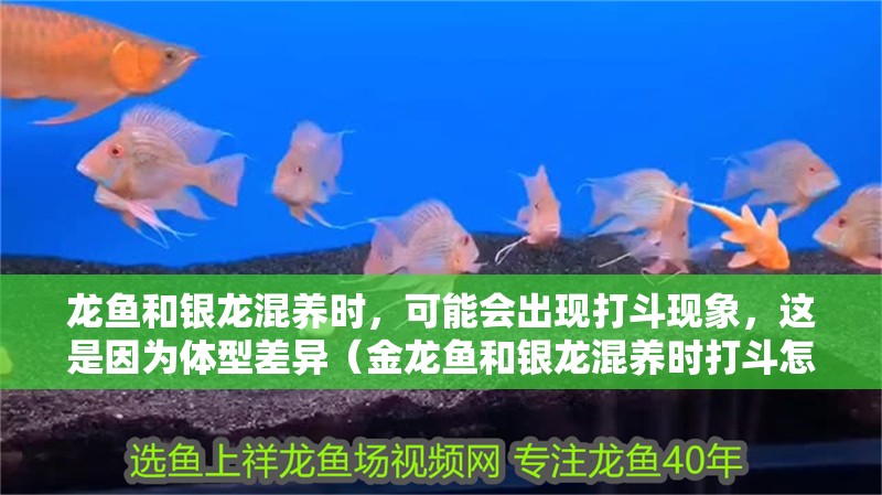 龍魚和銀龍混養時，可能會出現打斗現象，這是因為體型差異（金龍魚和銀龍混養時打斗怎么辦？）