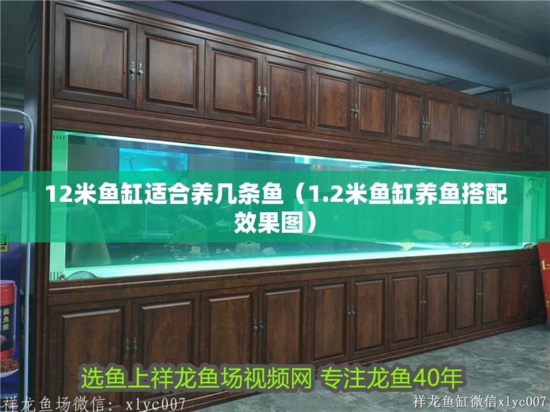 12米魚缸適合養幾條魚（1.2米魚缸養魚搭配效果圖）