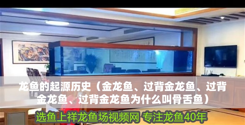 龍魚(yú)的起源歷史（金龍魚(yú)、過(guò)背金龍魚(yú)、過(guò)背金龍魚(yú)、過(guò)背金龍魚(yú)為什么叫骨舌魚(yú)）