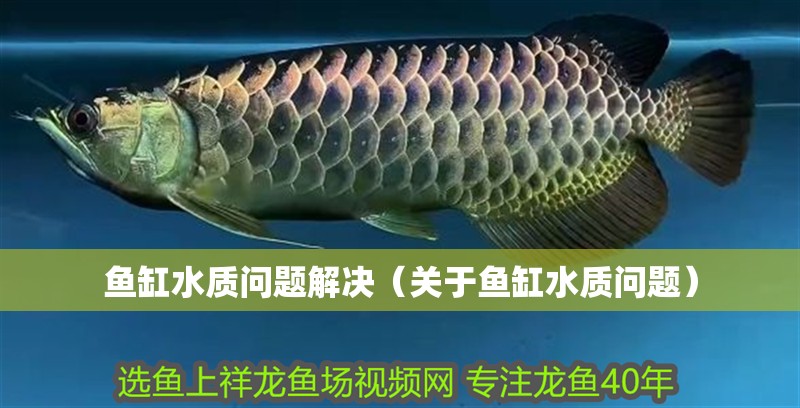 魚缸水質(zhì)問題解決（關(guān)于魚缸水質(zhì)問題）