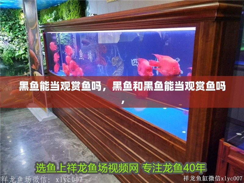 黑魚能當觀賞魚嗎，黑魚和黑魚能當觀賞魚嗎，