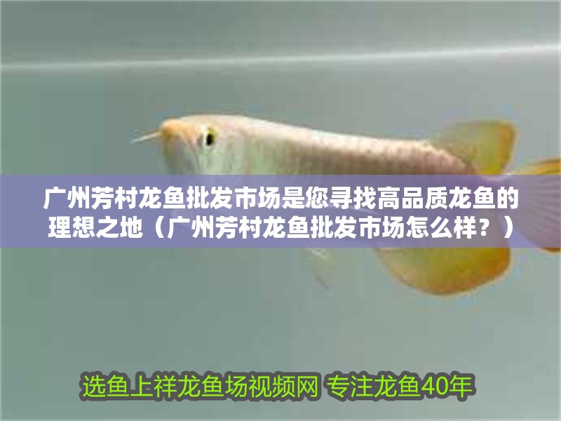 廣州芳村龍魚批發市場是您尋找高品質龍魚的理想之地（廣州芳村龍魚批發市場怎么樣？）