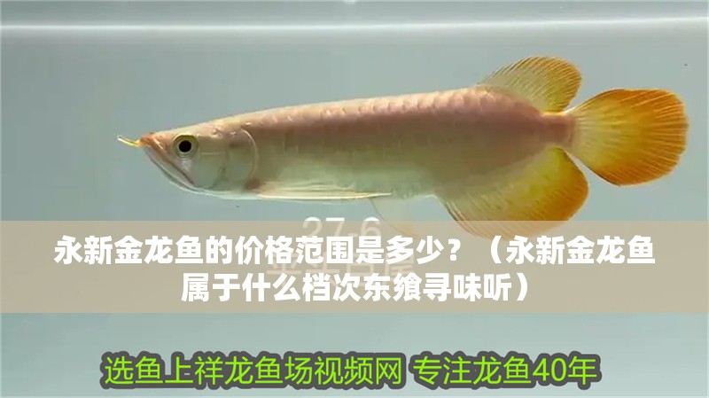 永新金龍魚的價格范圍是多少？（永新金龍魚屬于什么檔次東饗尋味聽）
