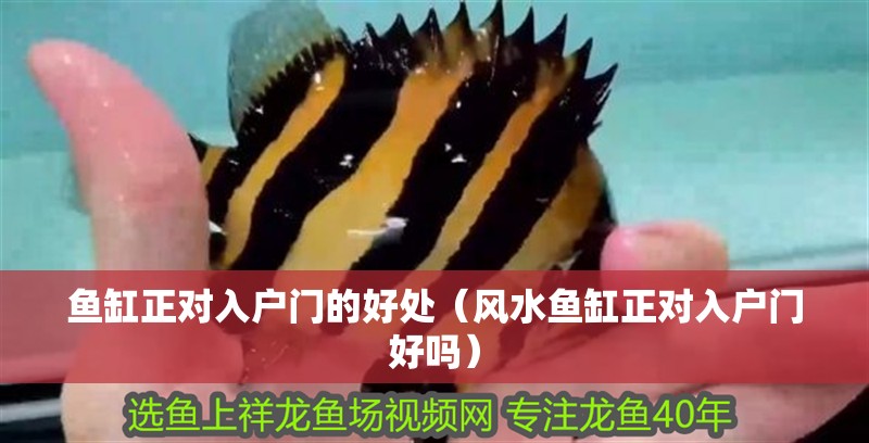 魚缸正對入戶門的好處（風水魚缸正對入戶門好嗎）