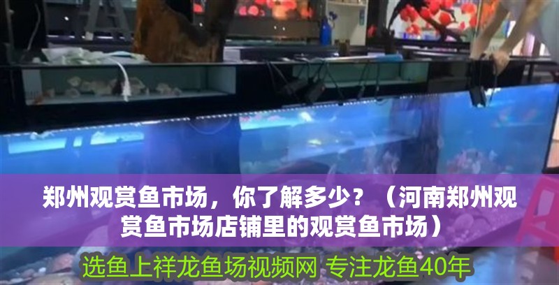 鄭州觀賞魚市場，你了解多少？（河南鄭州觀賞魚市場店鋪里的觀賞魚市場）