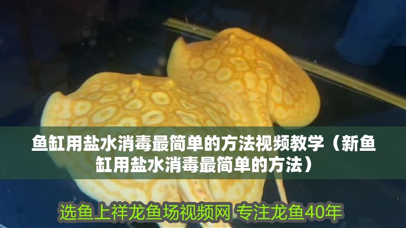 魚(yú)缸用鹽水消毒最簡(jiǎn)單的方法視頻教學(xué)（新魚(yú)缸用鹽水消毒最簡(jiǎn)單的方法）