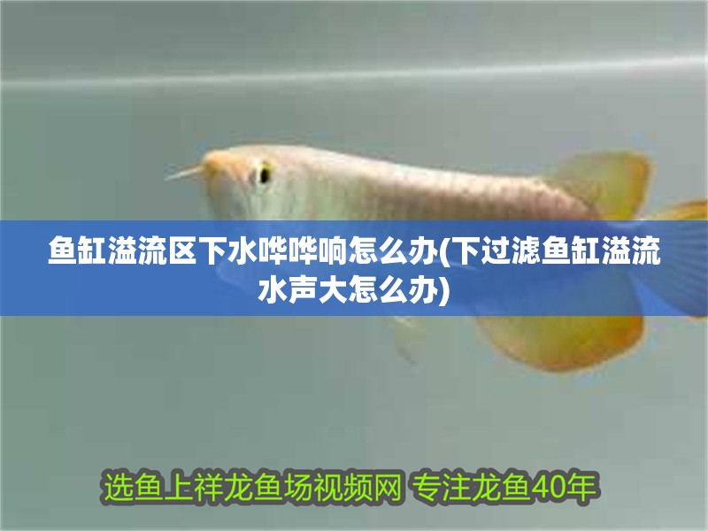 魚缸溢流區下水嘩嘩響怎么辦(下過濾魚缸溢流水聲大怎么辦)
