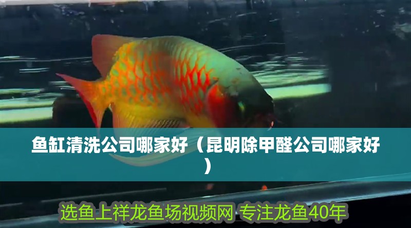 魚缸清洗公司哪家好（昆明除甲醛公司哪家好）
