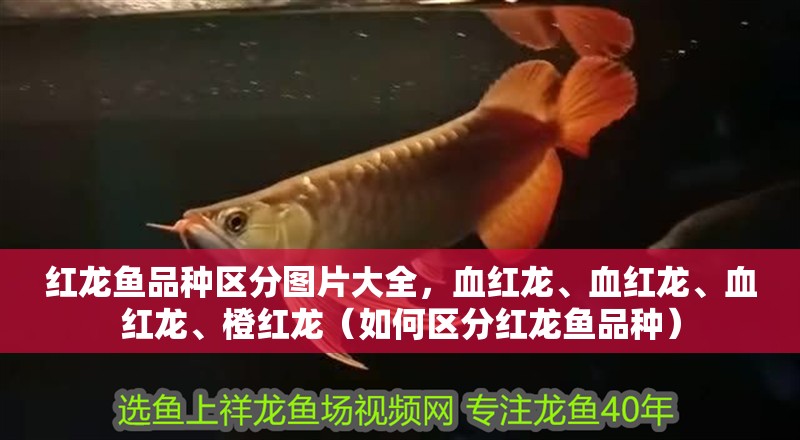 紅龍魚品種區(qū)分圖片大全，血紅龍、血紅龍、血紅龍、橙紅龍（如何區(qū)分紅龍魚品種）