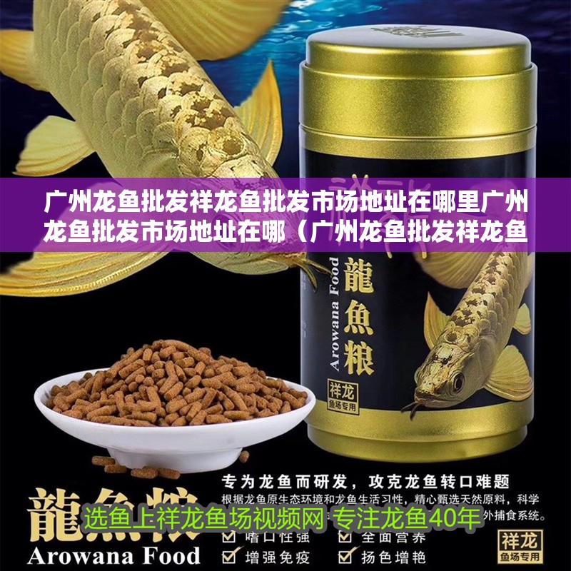 廣州龍魚批發祥龍魚批發市場地址在哪里廣州龍魚批發市場地址在哪（廣州龍魚批發祥龍魚場地址）