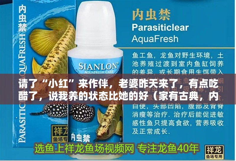 請了“小紅”來作伴，老婆昨天來了，有點吃醋了，說我養的狀態比她的好（家有古典，內人照料）