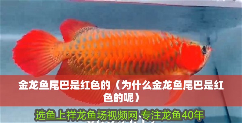 金龍魚尾巴是紅色的（為什么金龍魚尾巴是紅色的呢）