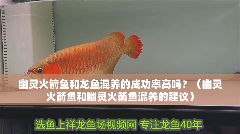 幽靈火箭魚和龍魚混養的成功率高嗎？（幽靈火箭魚和幽靈火箭魚混養的建議）